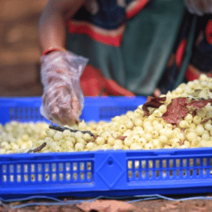 Food Grade Mahua Flower