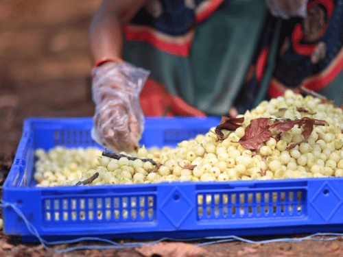 Food Grade Mahua Flower